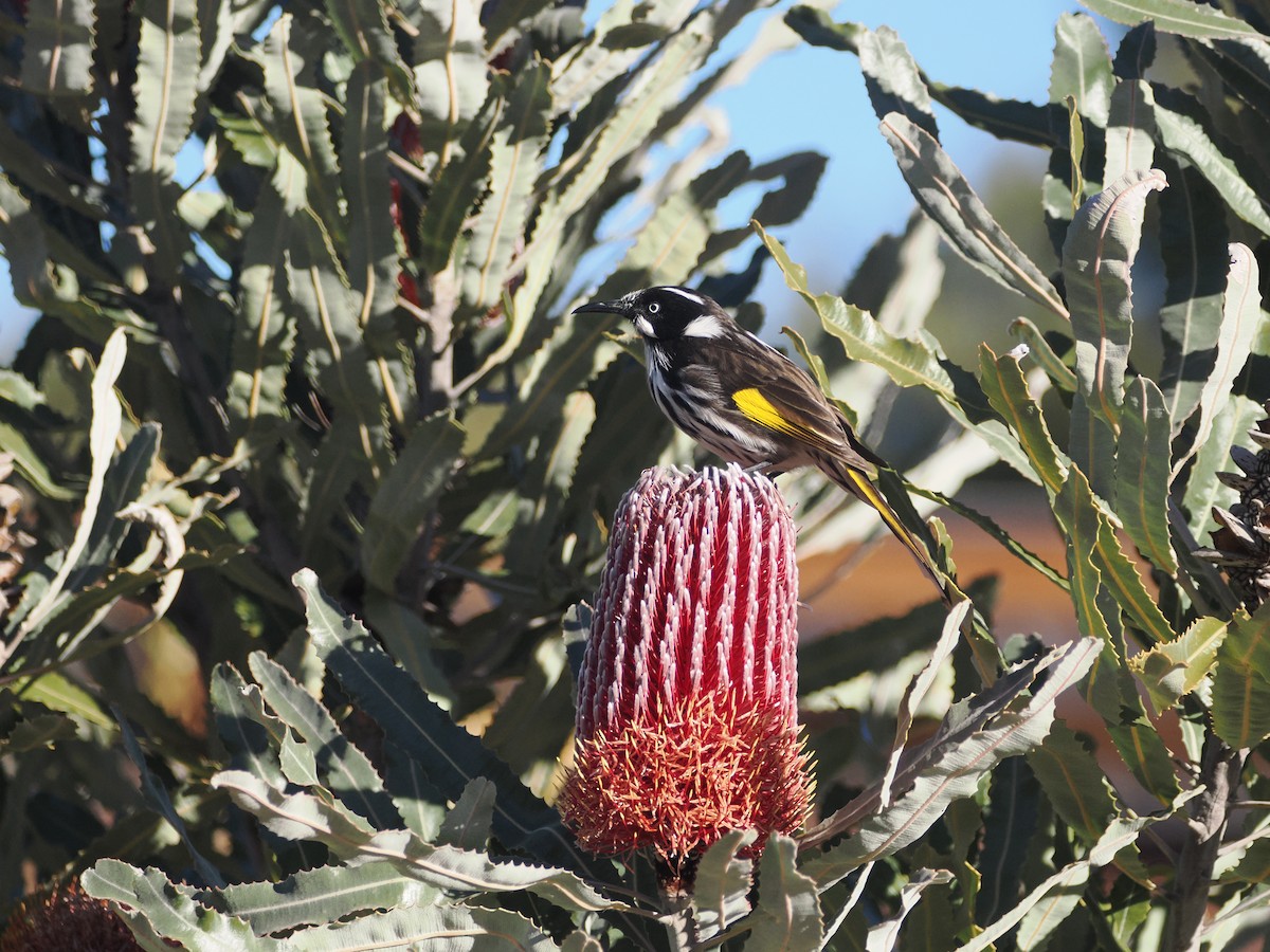Méliphage de Nouvelle-Hollande - ML638092724