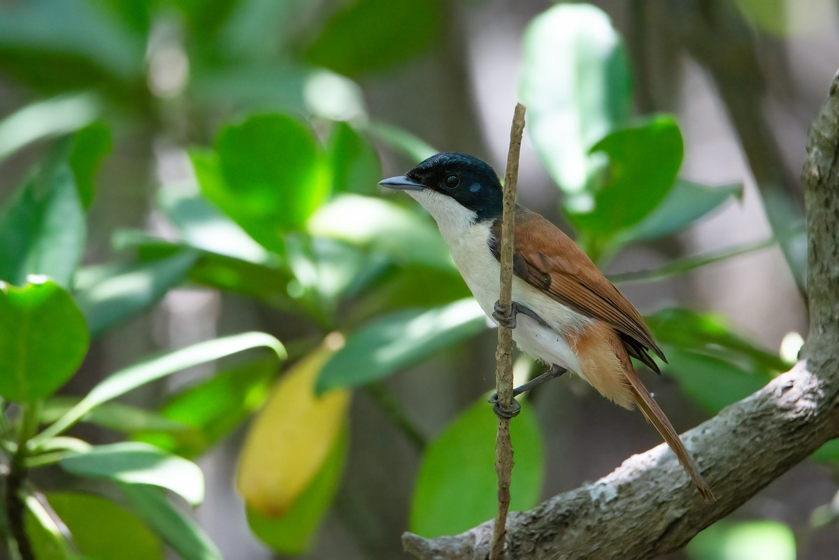 Shining Flycatcher - ML638092743