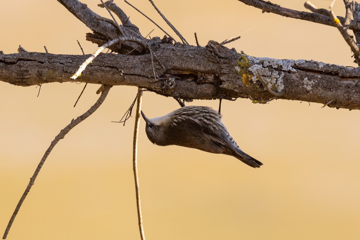 White-throated Treecreeper - ML638092761