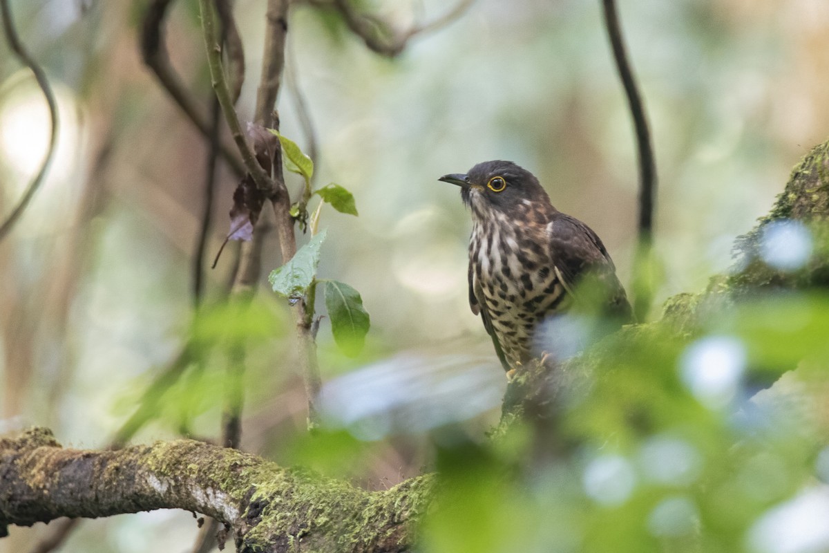 Large Hawk-Cuckoo - ML638092776