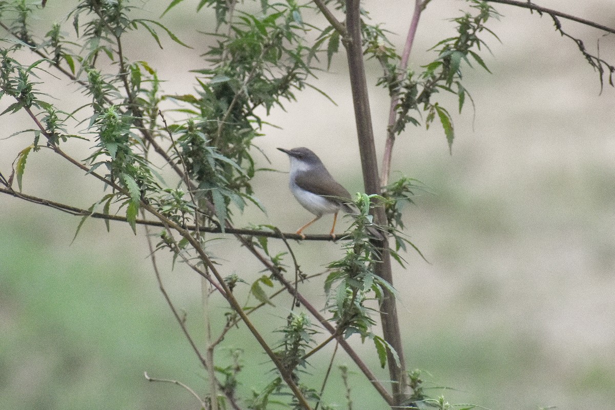 Gray-breasted Prinia - ML638092802