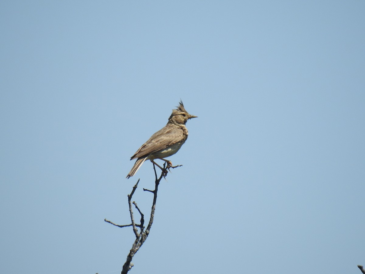 Cochevis huppé - ML638092816