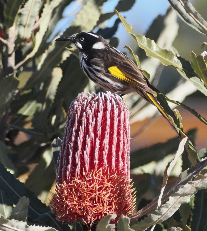 Méliphage de Nouvelle-Hollande - ML638092904