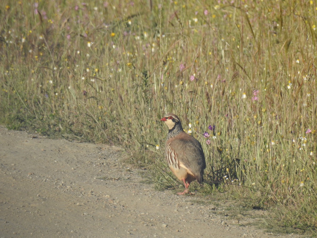 Red-legged Partridge - ML638092914