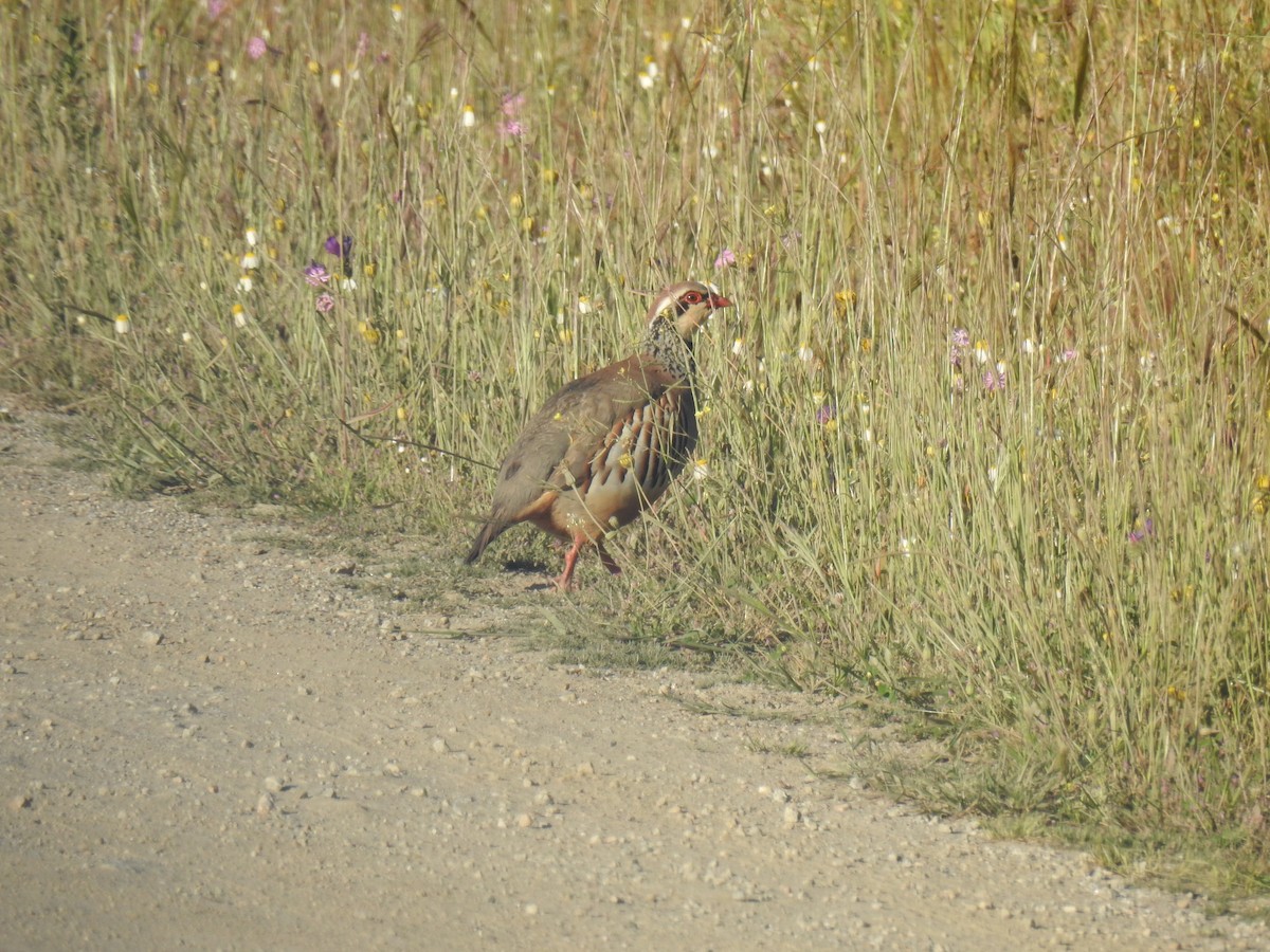 Red-legged Partridge - ML638092919