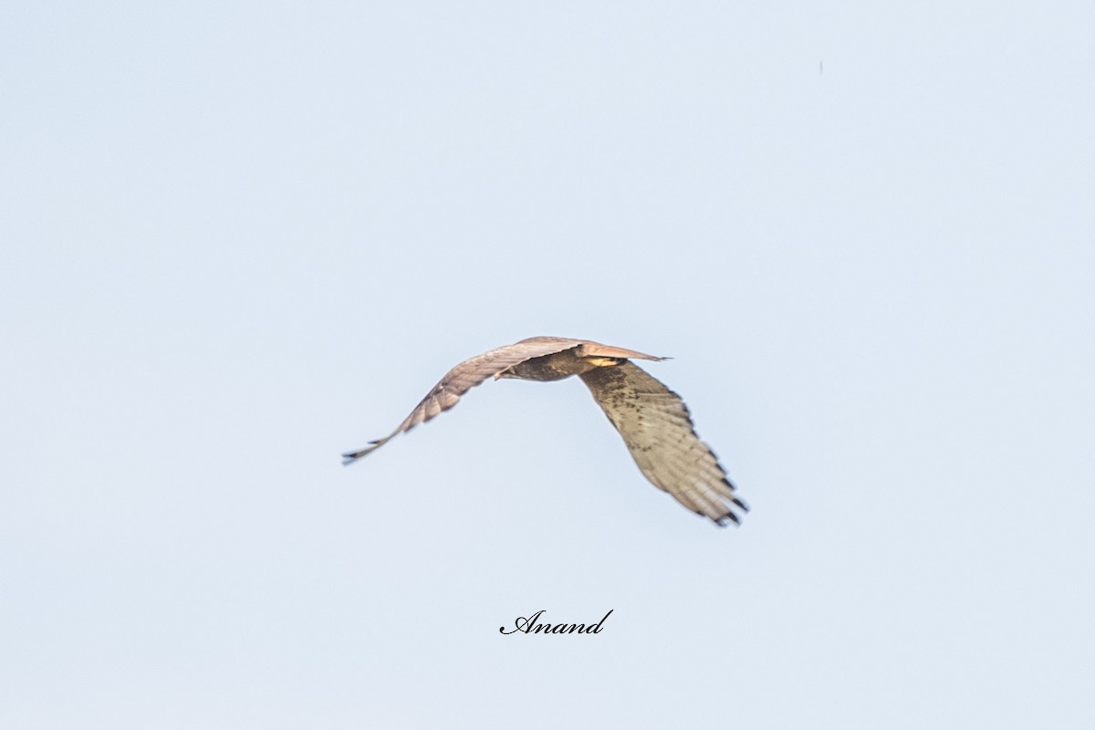 White-eyed Buzzard - ML638092920