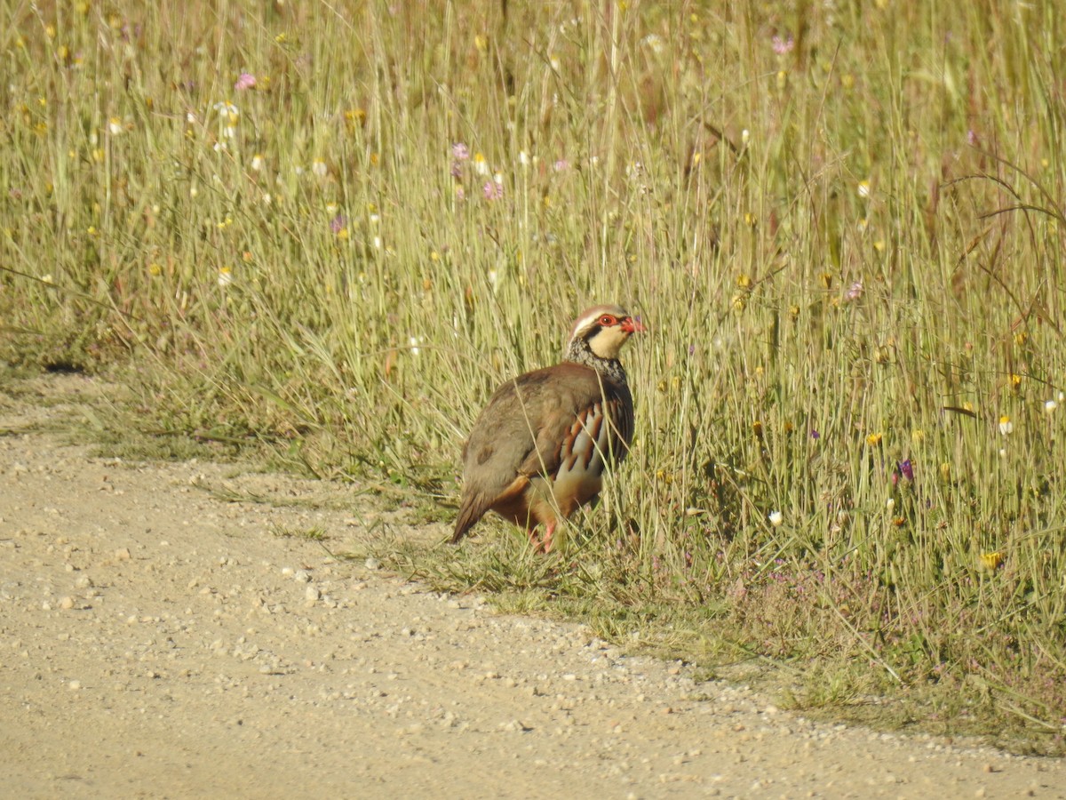 Red-legged Partridge - ML638092925