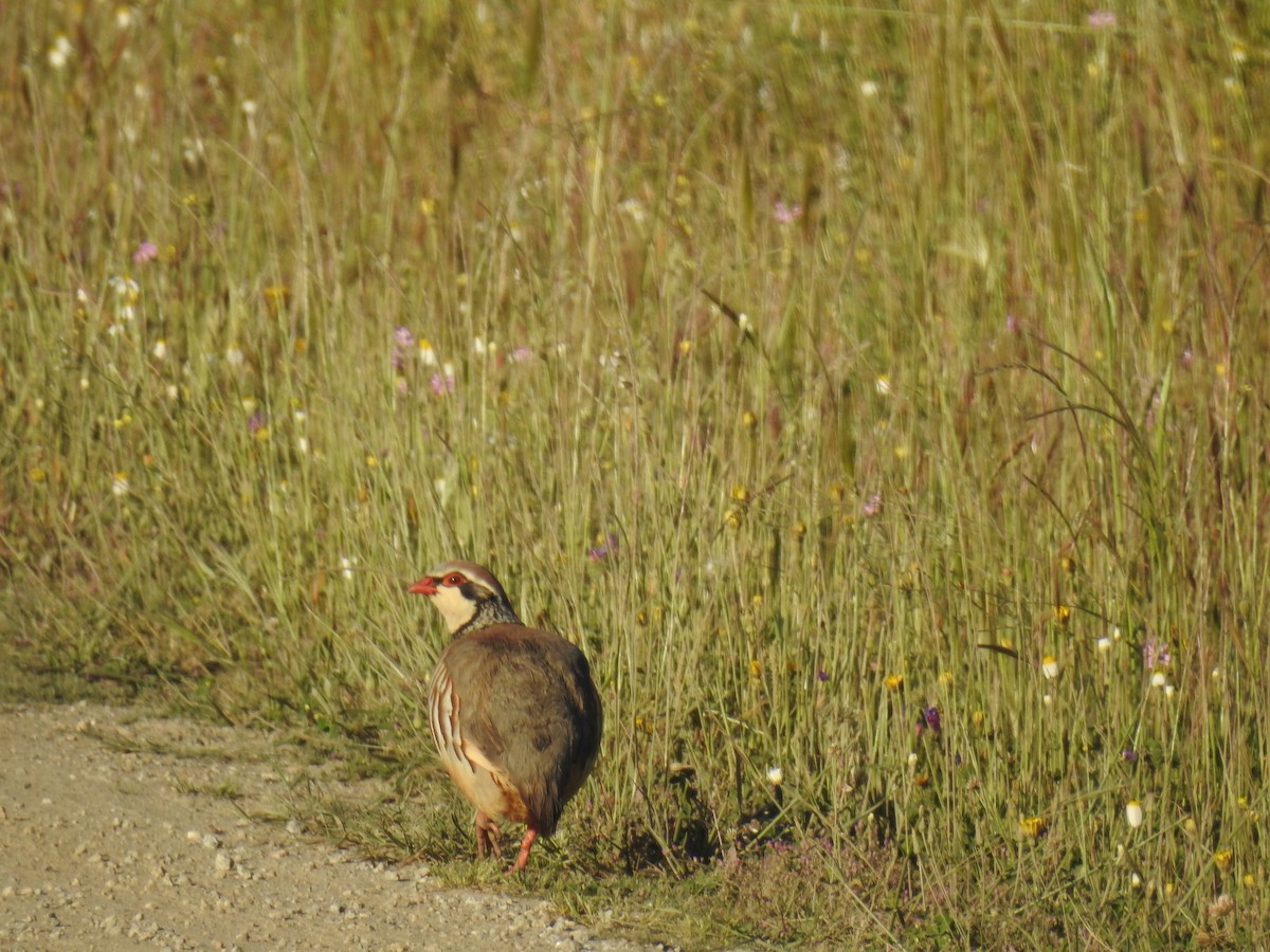 Red-legged Partridge - ML638092930