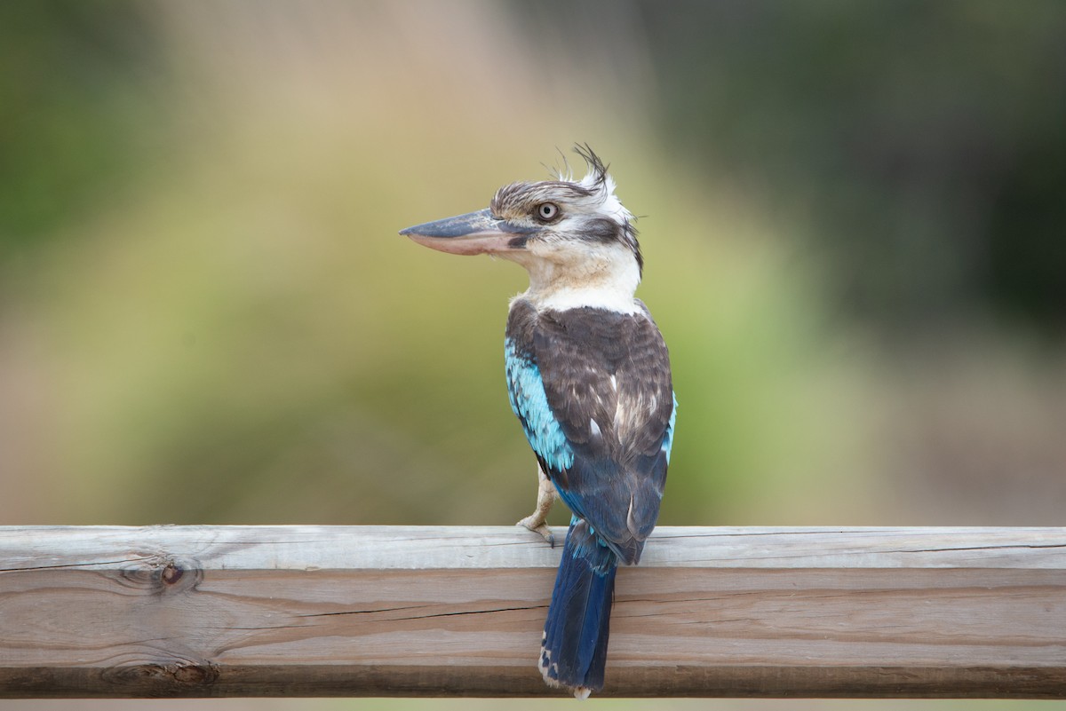 Blue-winged Kookaburra - ML638092935