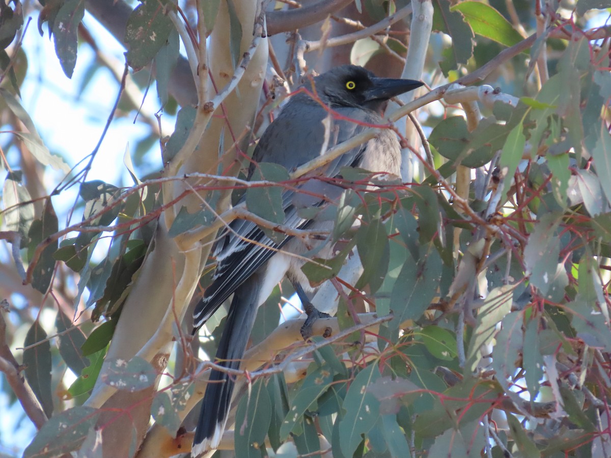 Gray Currawong - ML638092940
