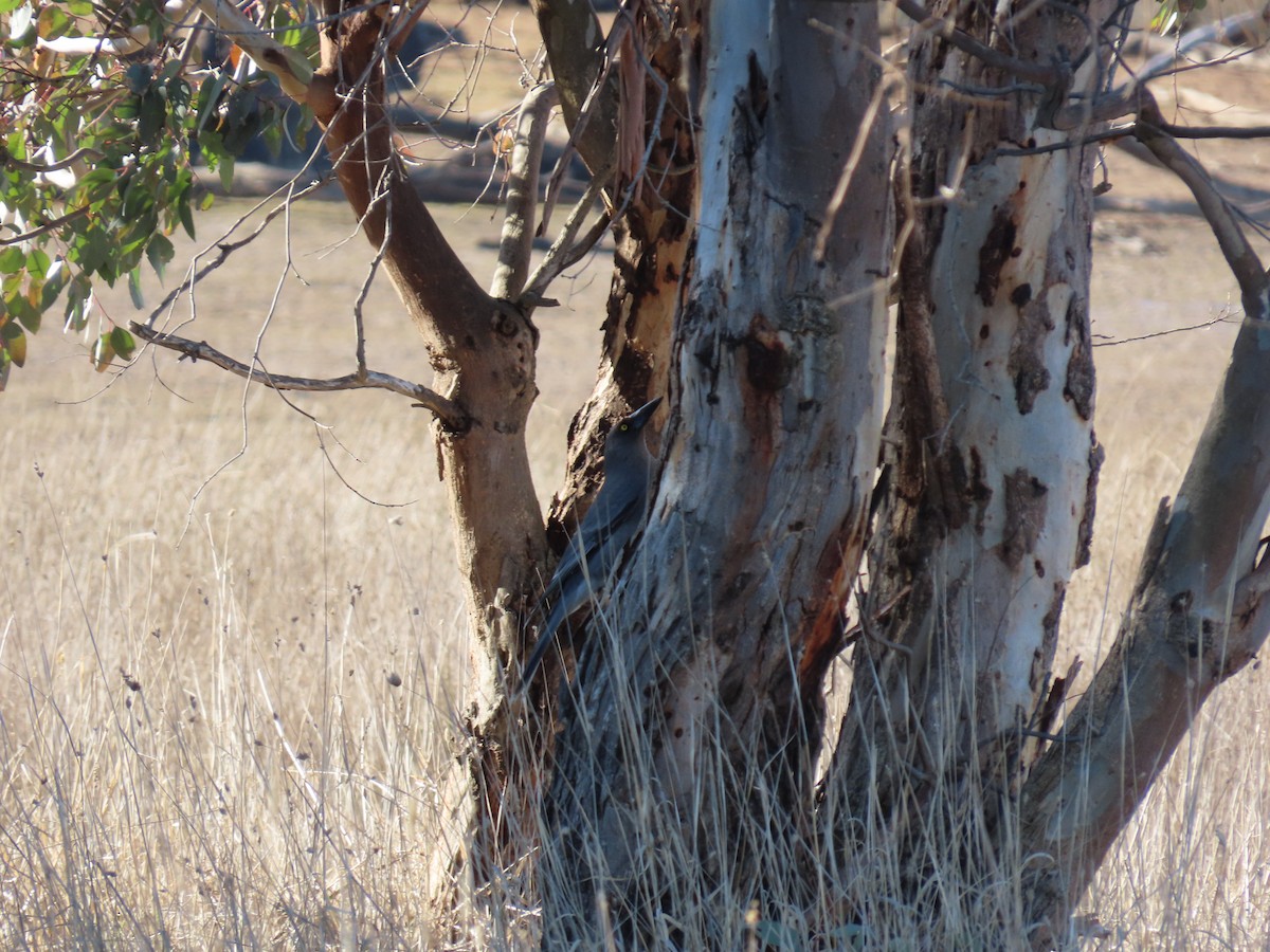 Gray Currawong - ML638092942