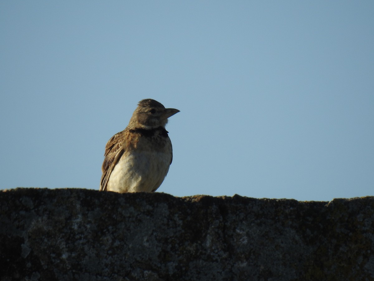 Calandra Lark - ML638092957