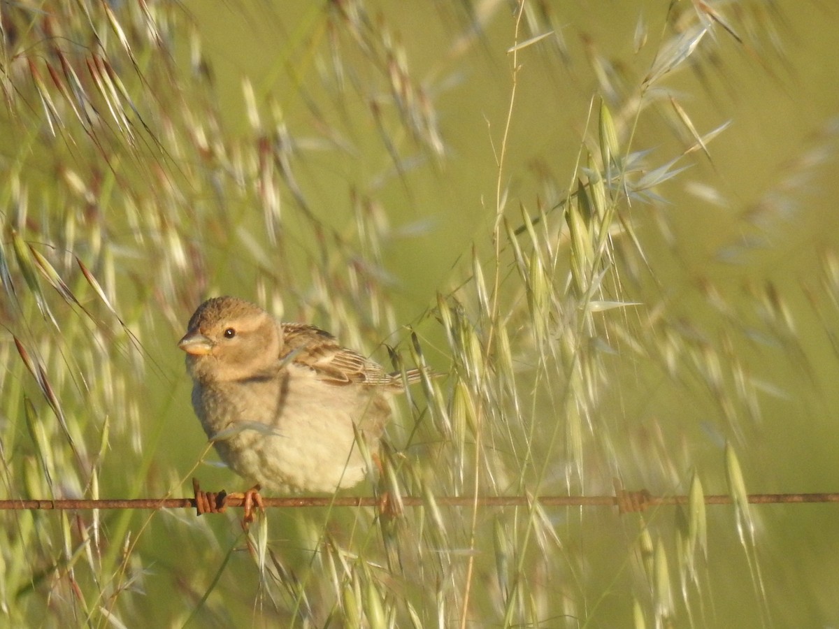 Spanish Sparrow - ML638092963