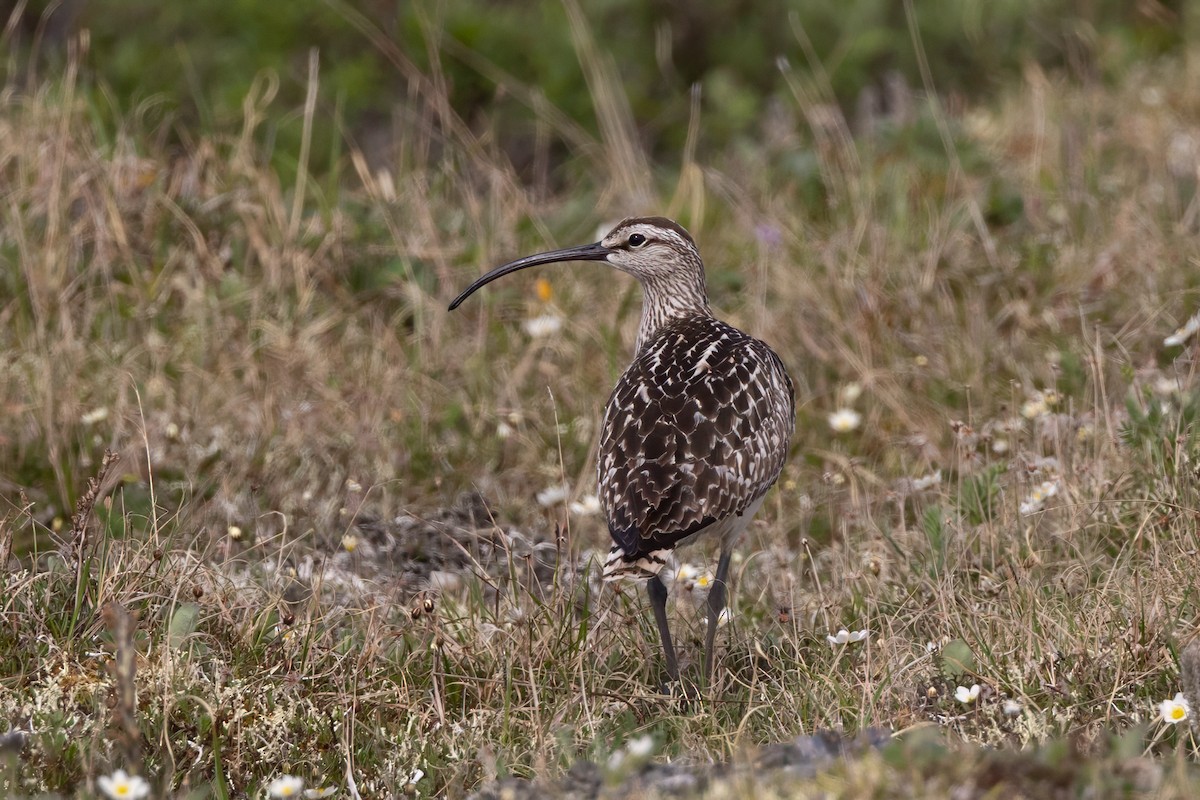 Bristle-thighed Curlew - ML638092964