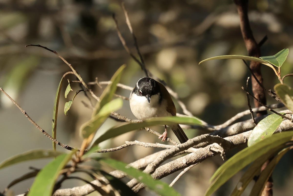 White-throated Honeyeater - ML638093011