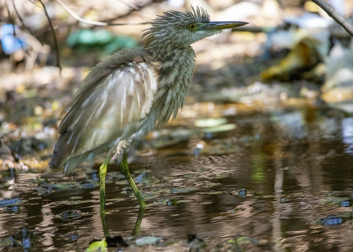 Indian Pond-Heron - ML638093019