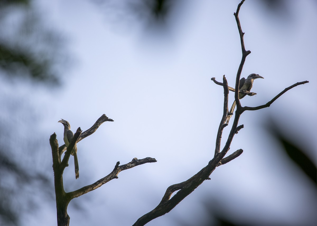 Indian Gray Hornbill - ML638093020