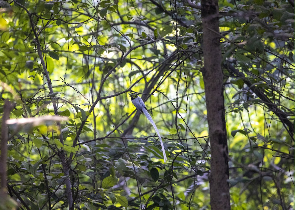 Indian Paradise-Flycatcher - ML638093023