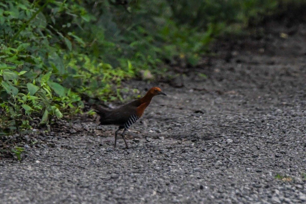 Slaty-legged Crake - ML638093037