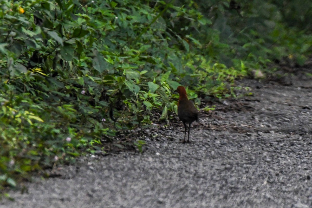 Slaty-legged Crake - ML638093038
