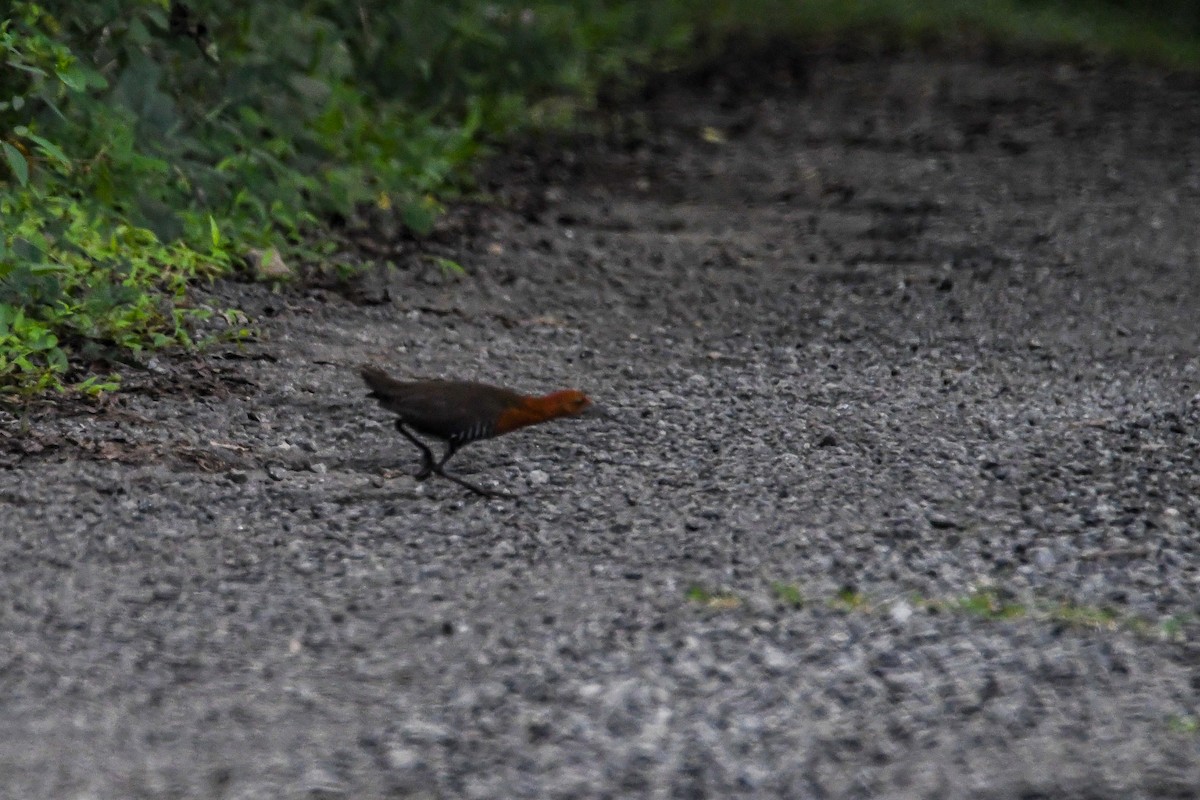 Slaty-legged Crake - ML638093039