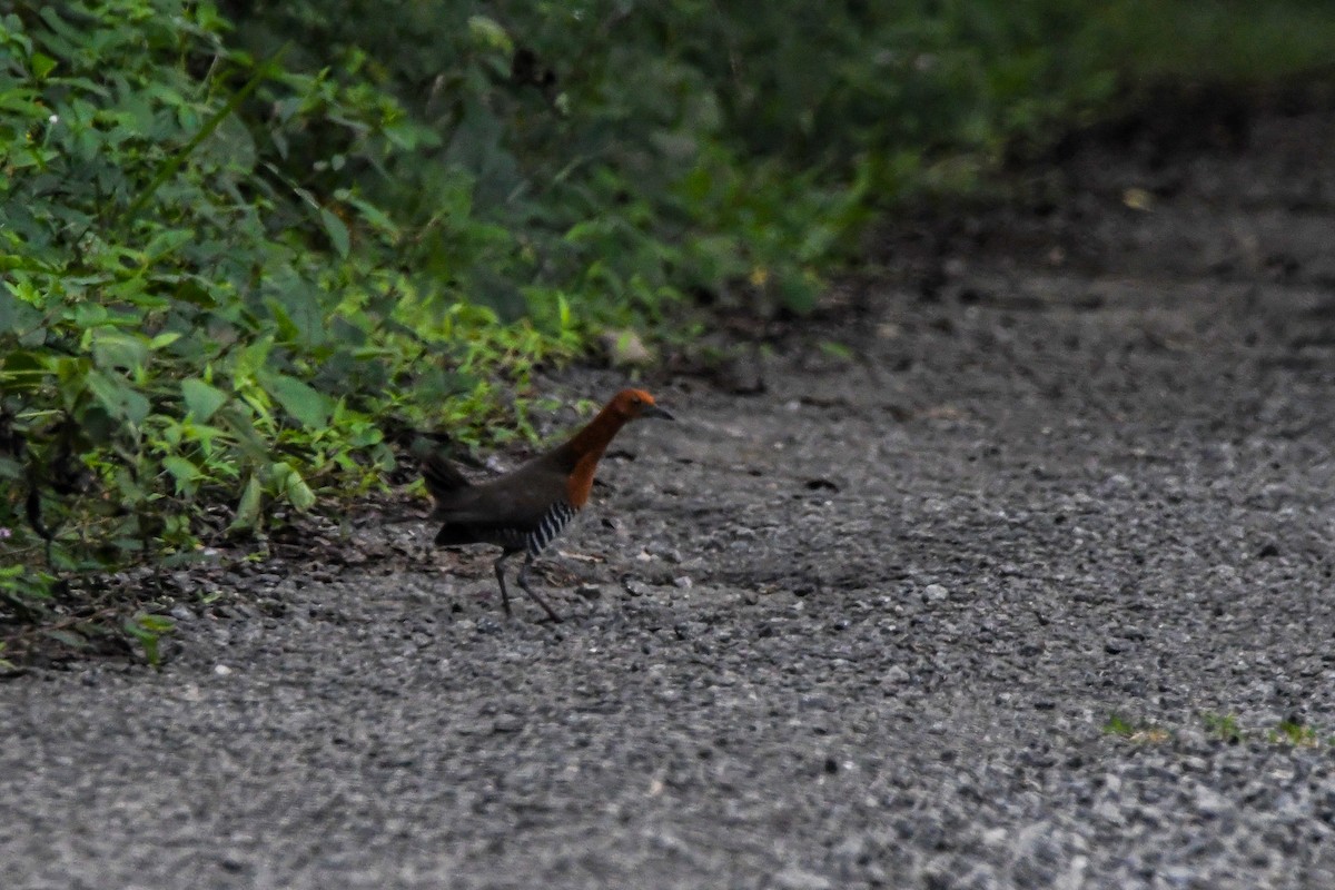Slaty-legged Crake - ML638093040