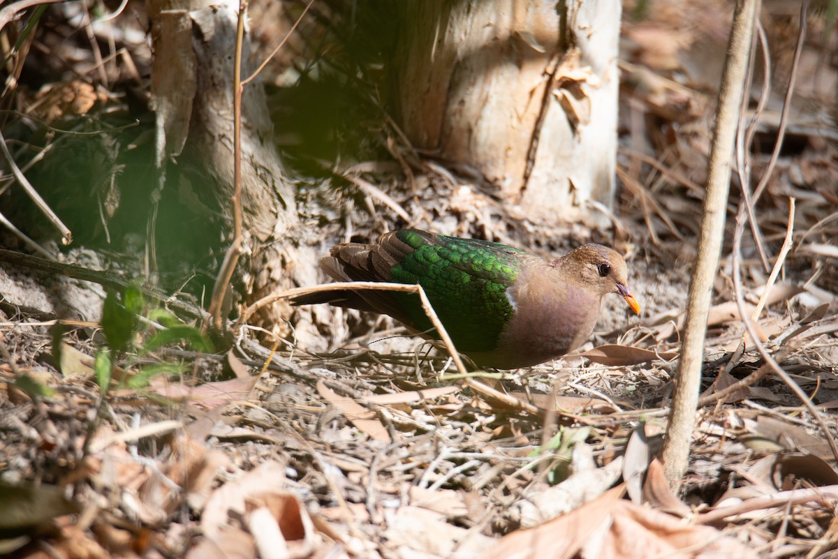 Pacific Emerald Dove - ML638093042
