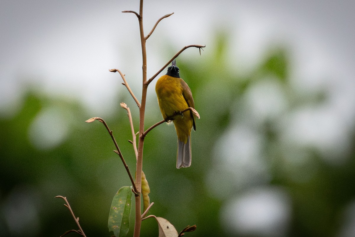 Bulbul à huppe noire - ML638093085