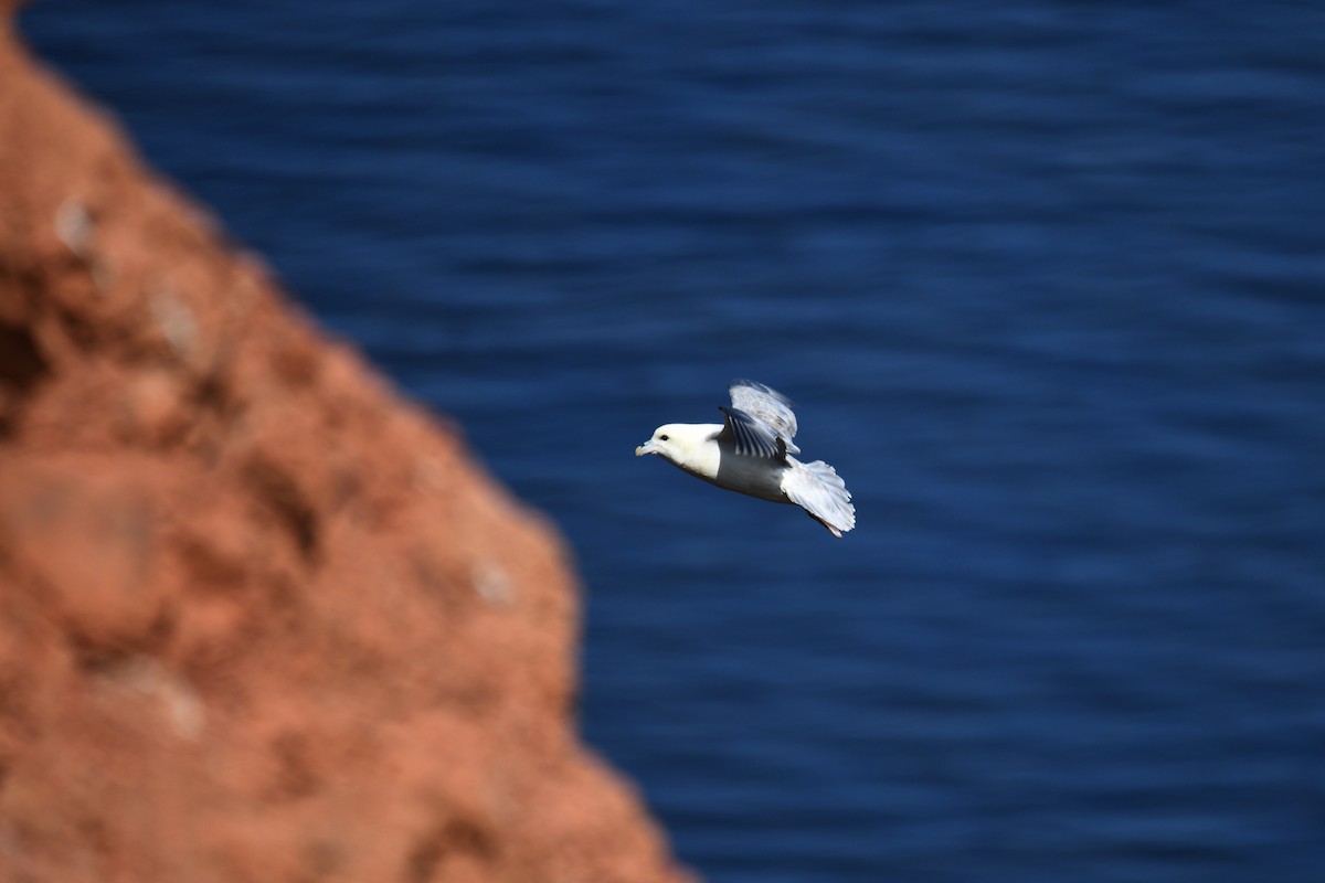 buřňák lední - ML638093094