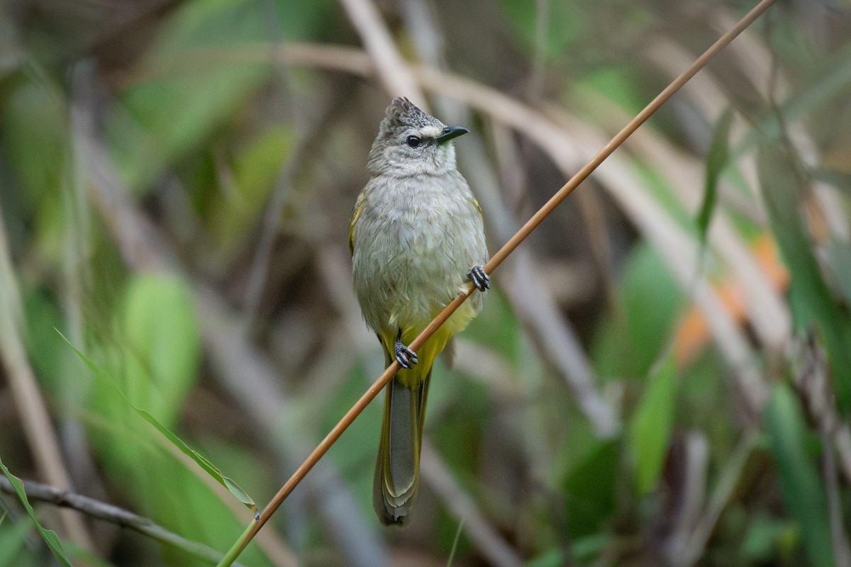 Flavescent Bulbul - ML638093095