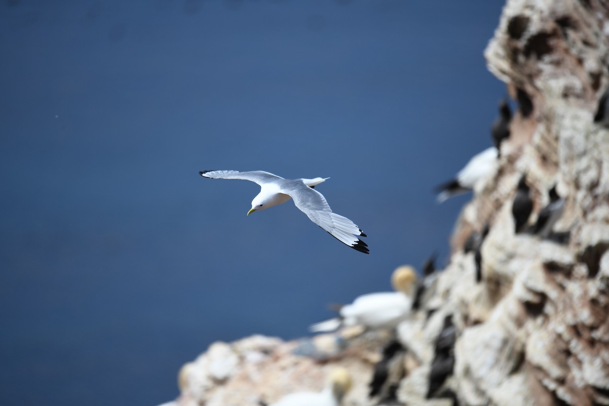 racek tříprstý - ML638093098