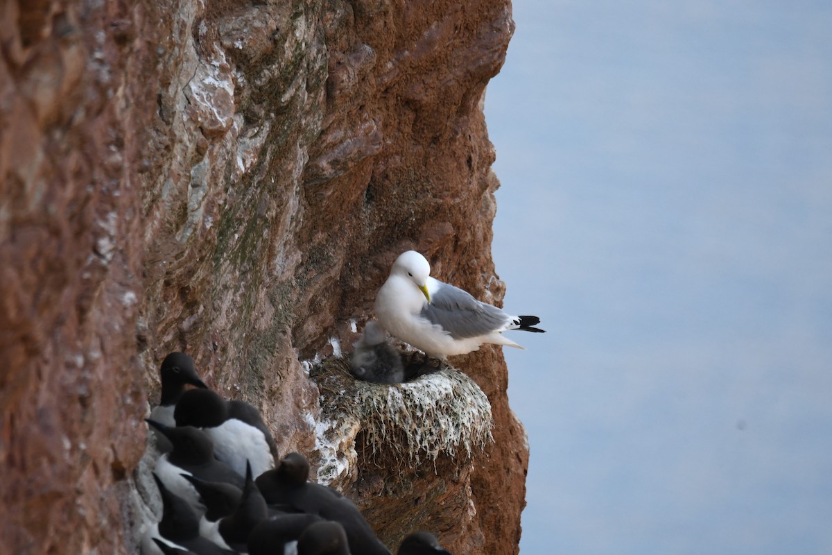 racek tříprstý - ML638093128