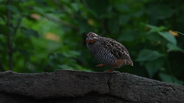 Jungle Bush-Quail - ML638093131