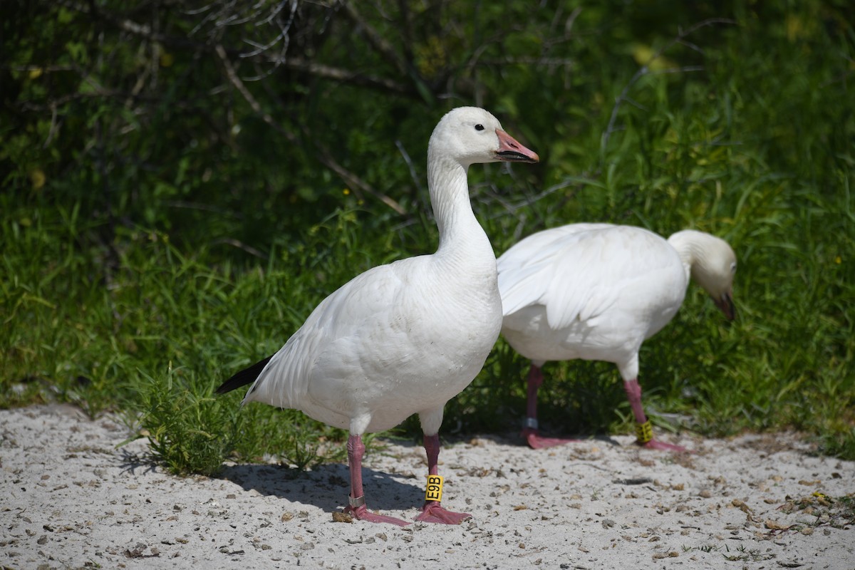 husa sněžní - ML638093138