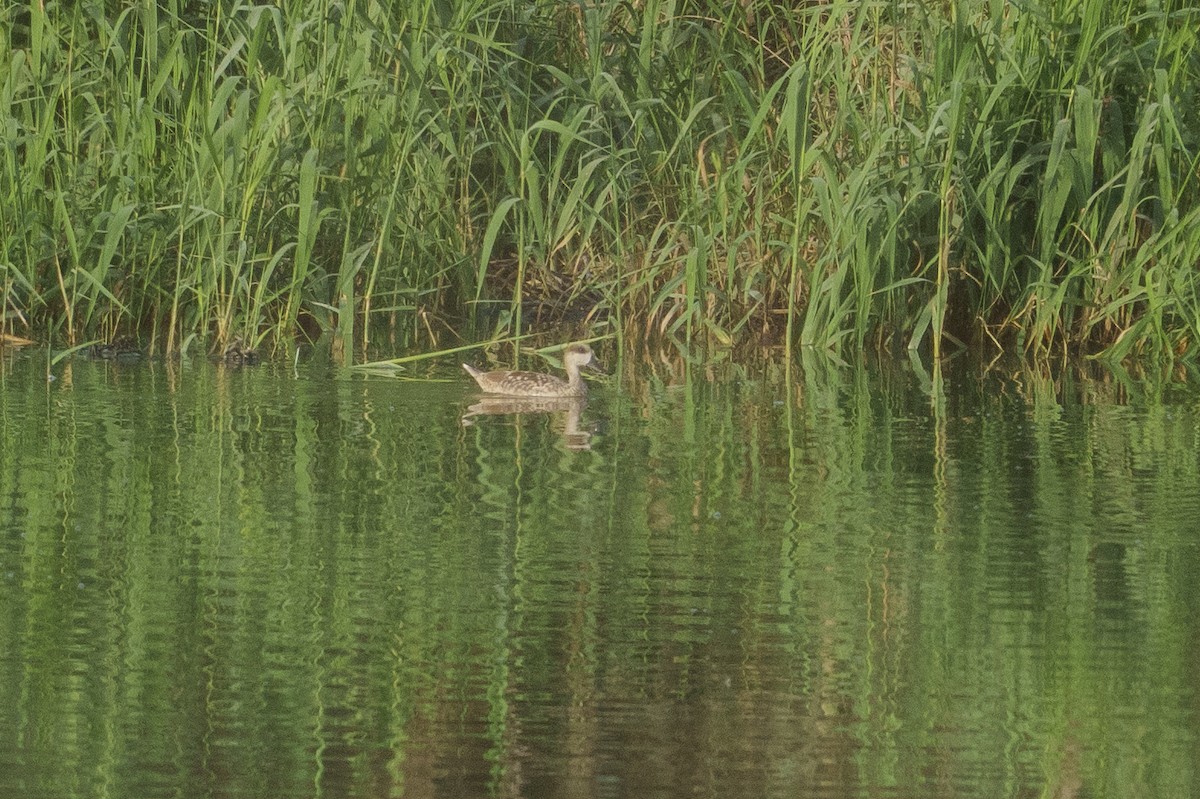 Marbled Duck - ML638093172
