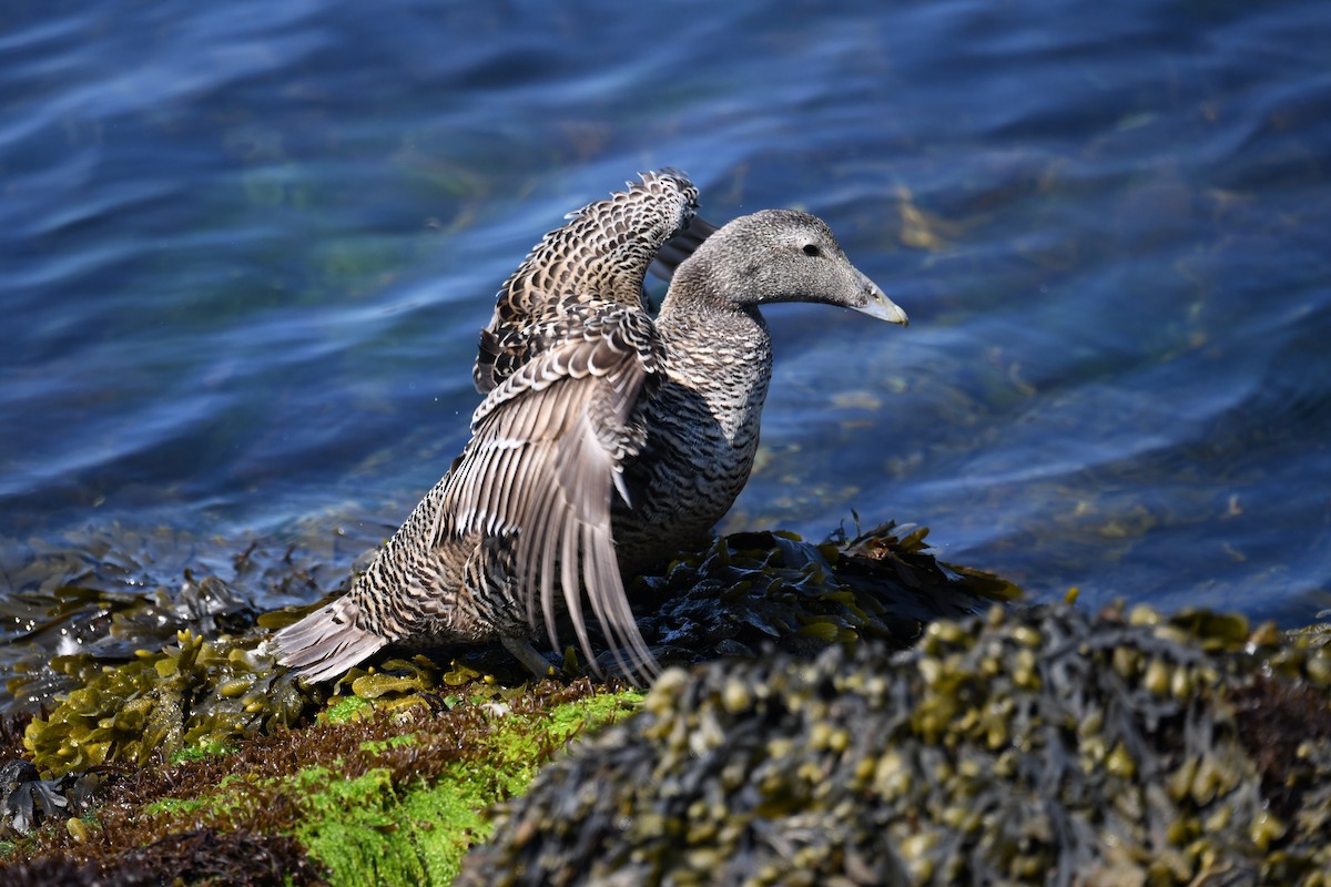 kajka mořská - ML638093196