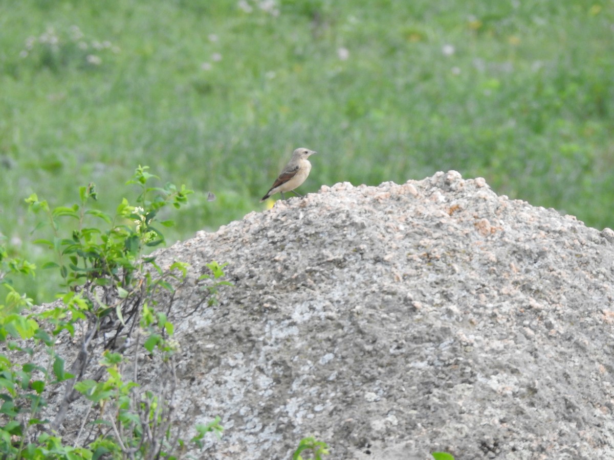 Northern Wheatear - ML638093233