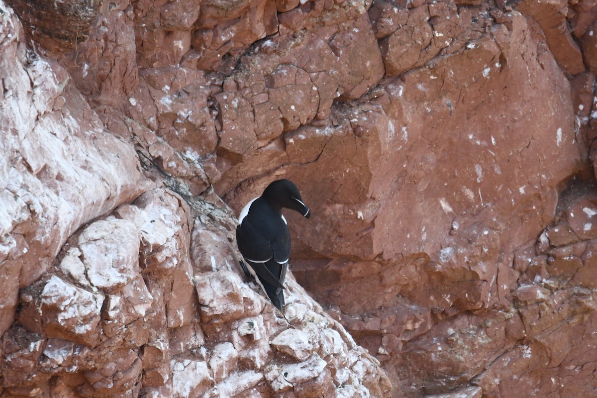 alka malá - ML638093235