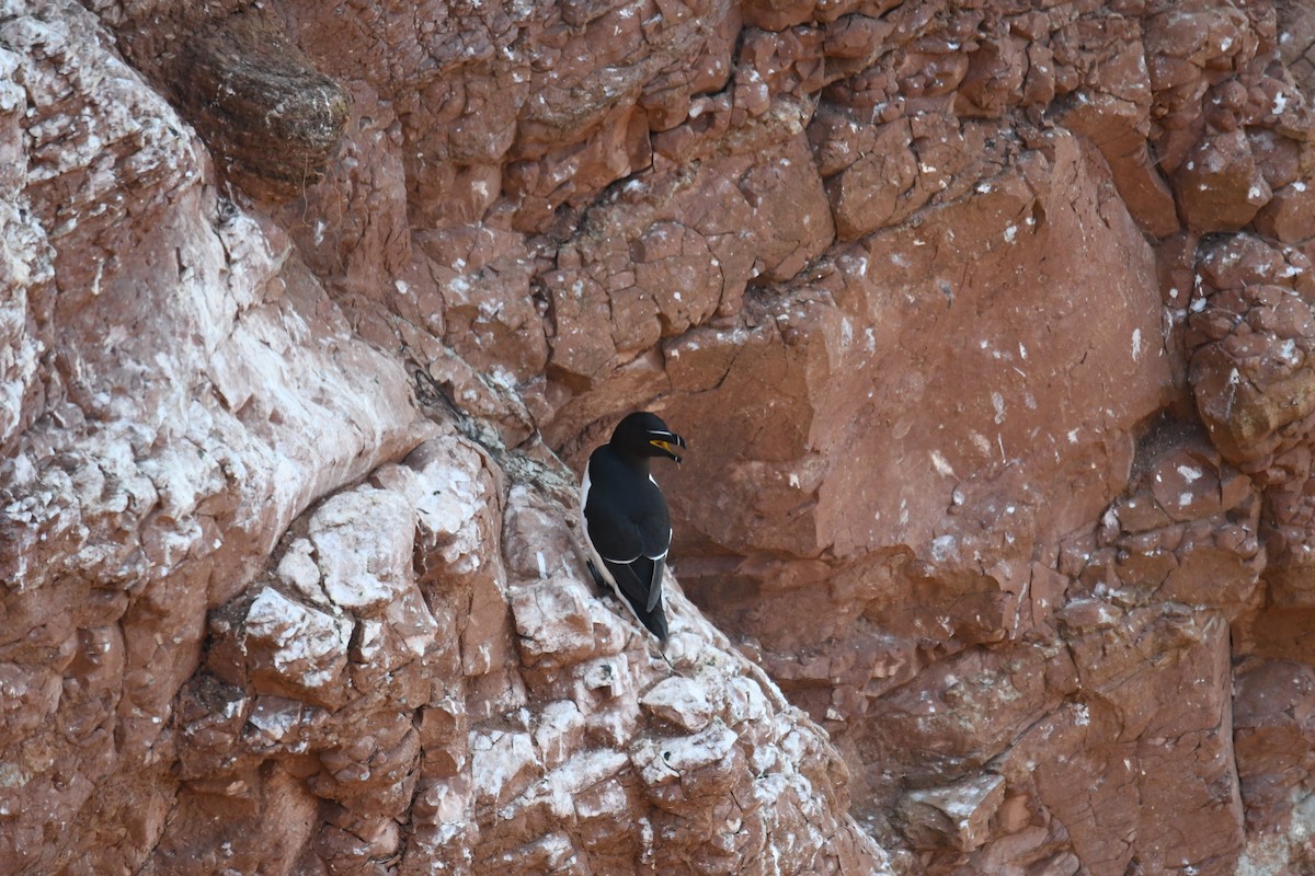 alka malá - ML638093236