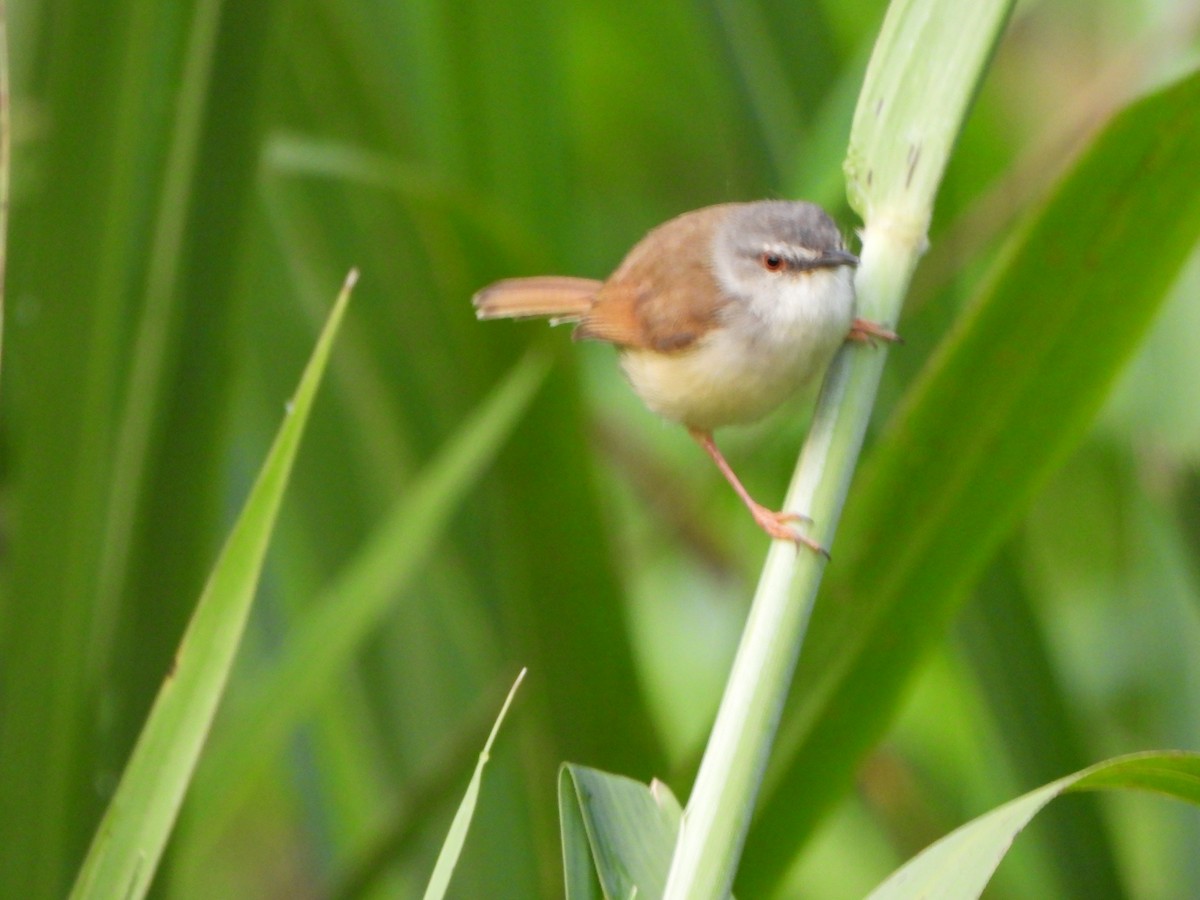 Rufescent Prinia - ML638093241