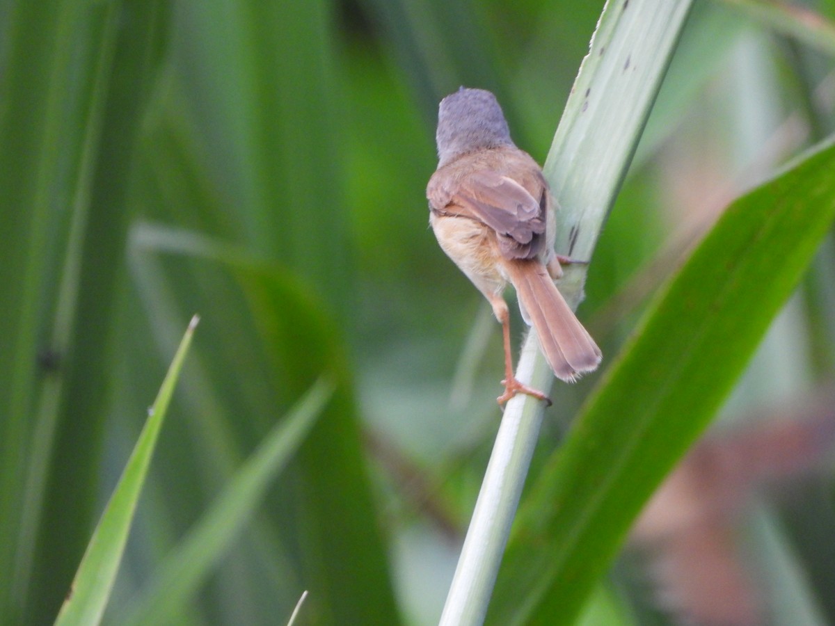 Rufescent Prinia - ML638093242