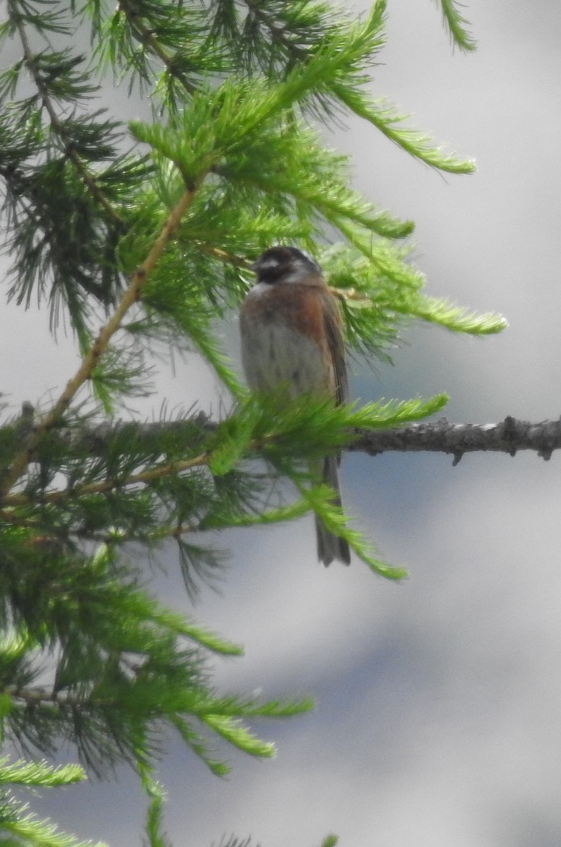 Pine Bunting - ML638093250