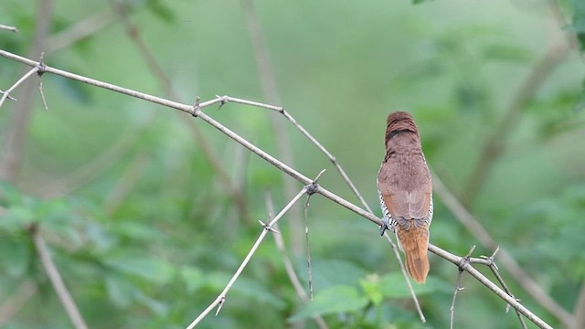 Scaly-breasted Munia - ML638093259