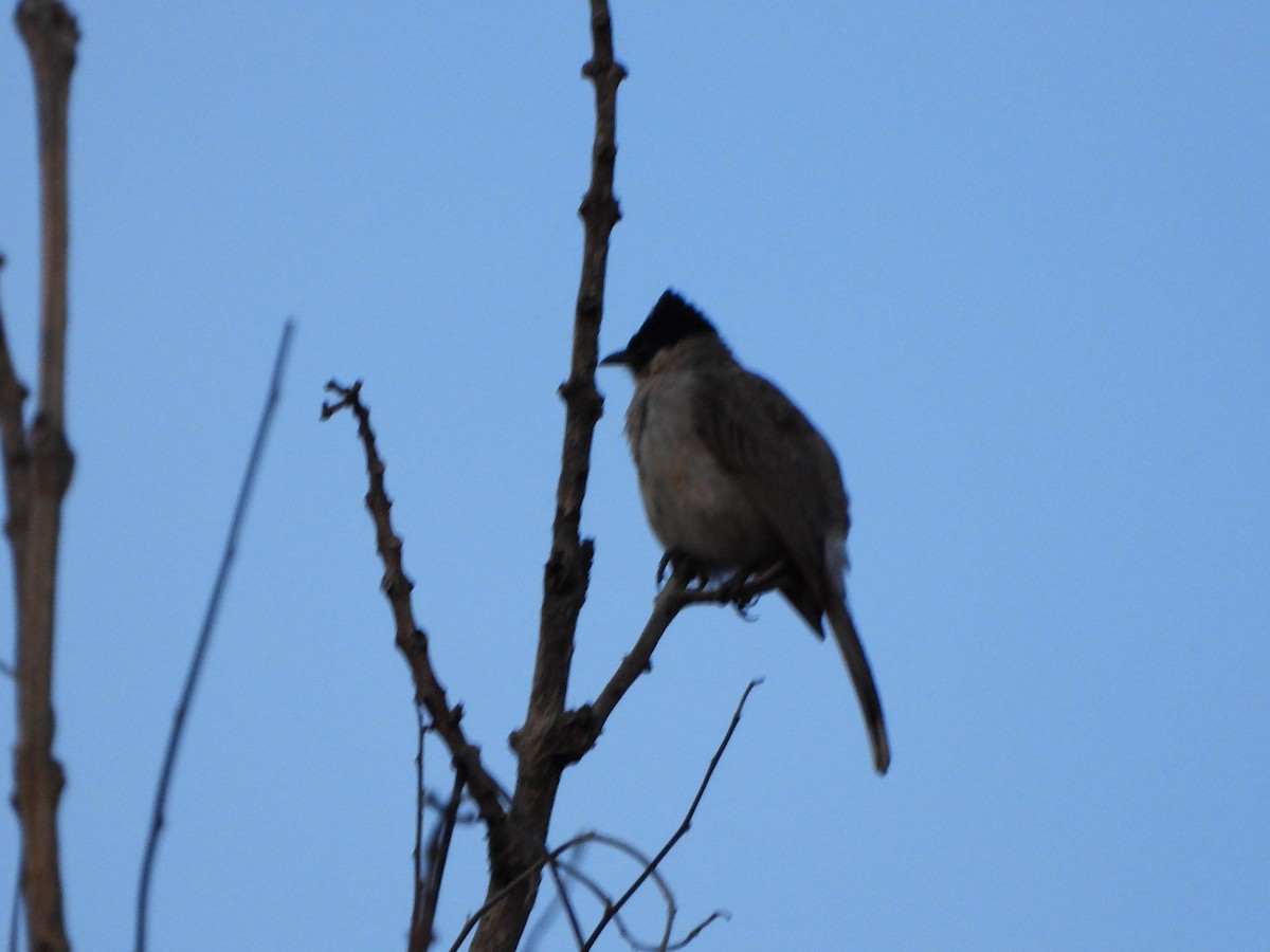 Sooty-headed Bulbul - ML638093263
