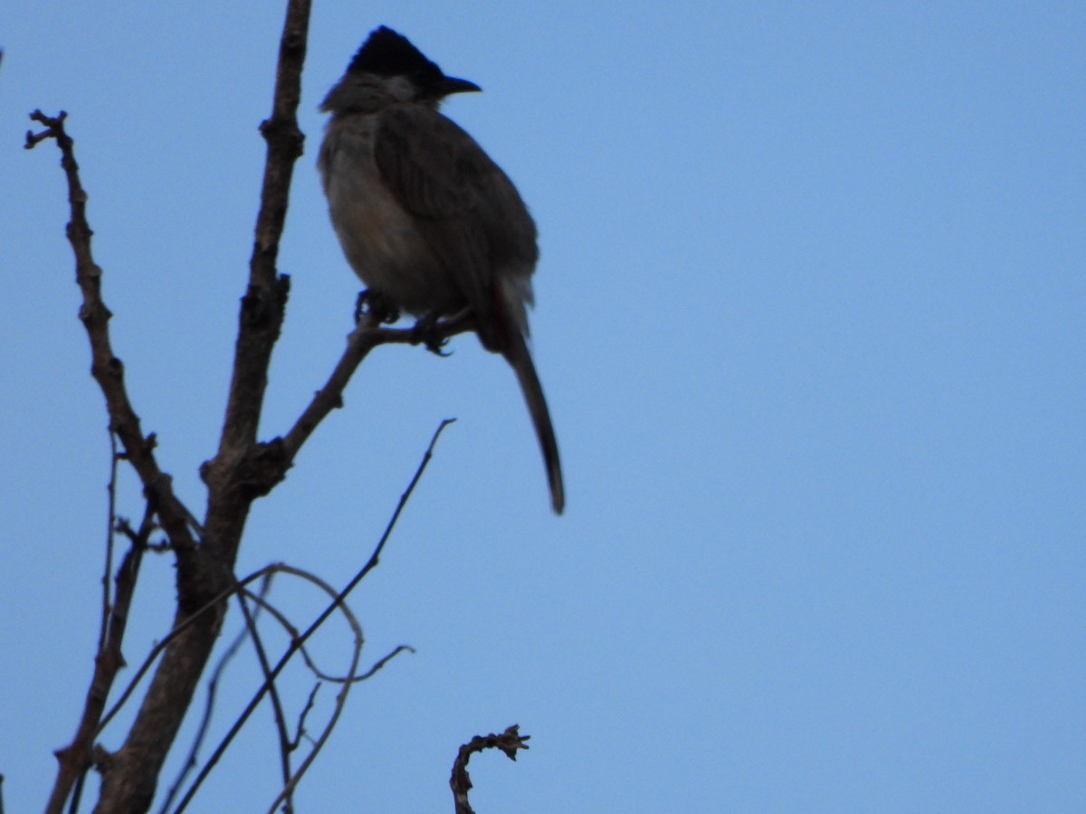 Sooty-headed Bulbul - ML638093264