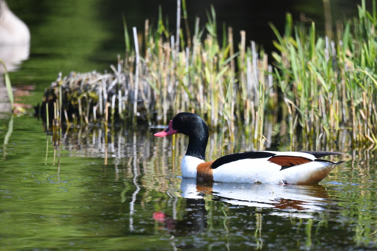 husice liščí - ML638093270