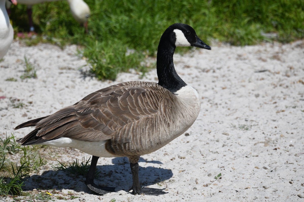 berneška velká - ML638093279