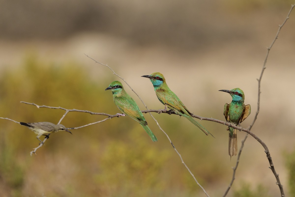 Arabian Green Bee-eater - ML638093289