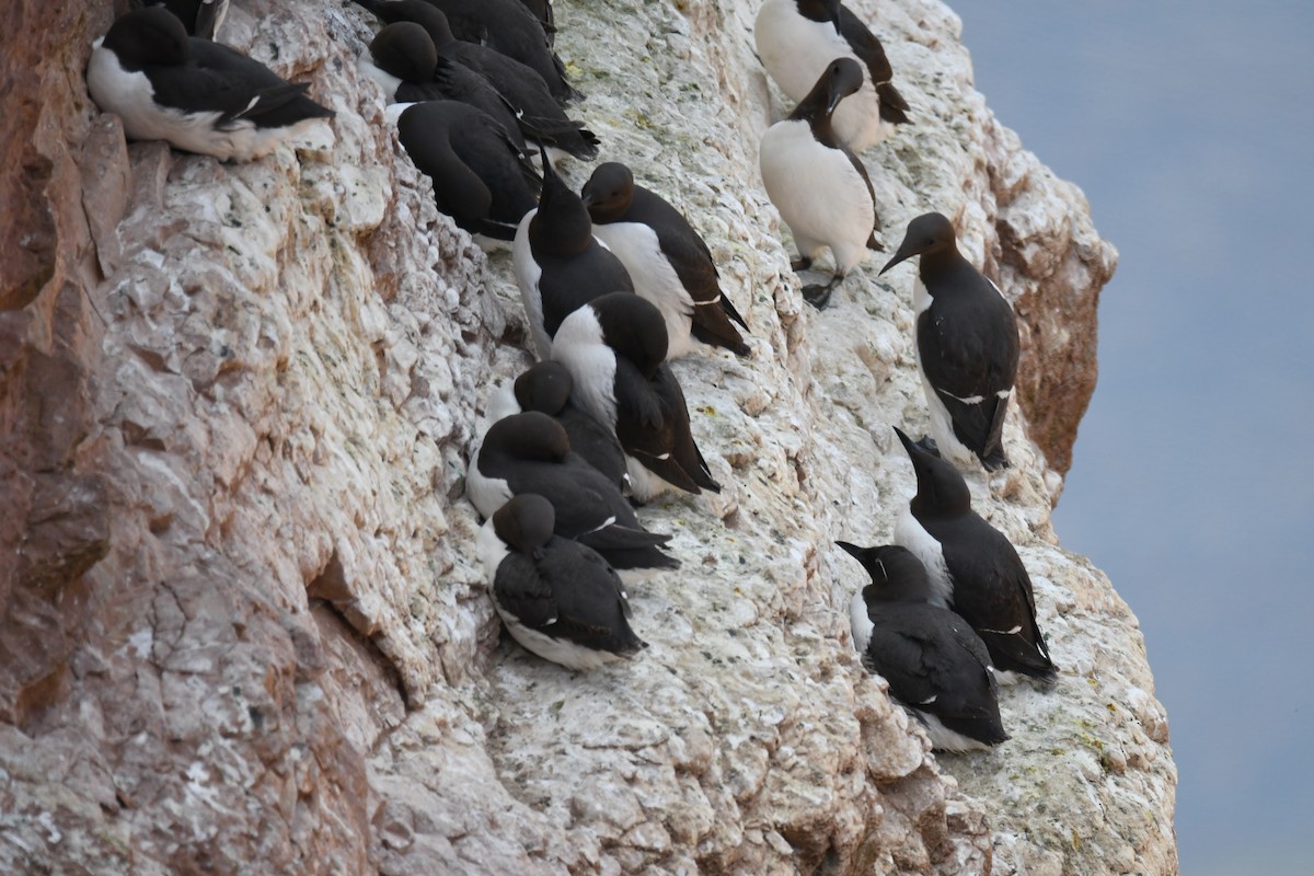 alkoun úzkozobý - ML638093290