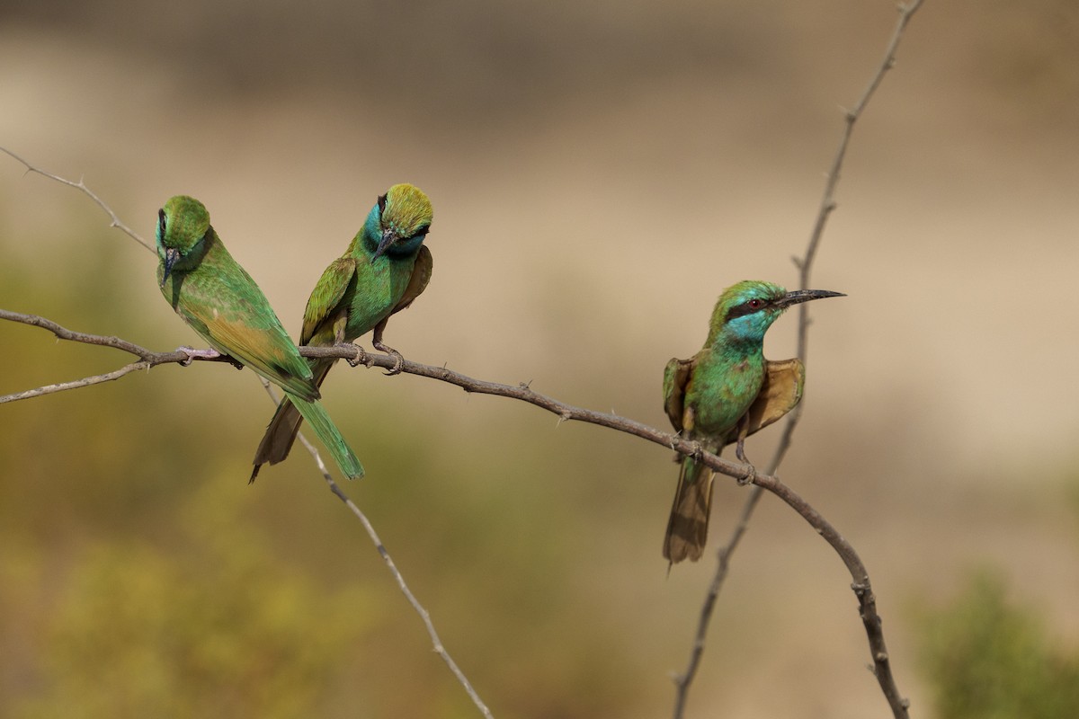 Arabian Green Bee-eater - ML638093291